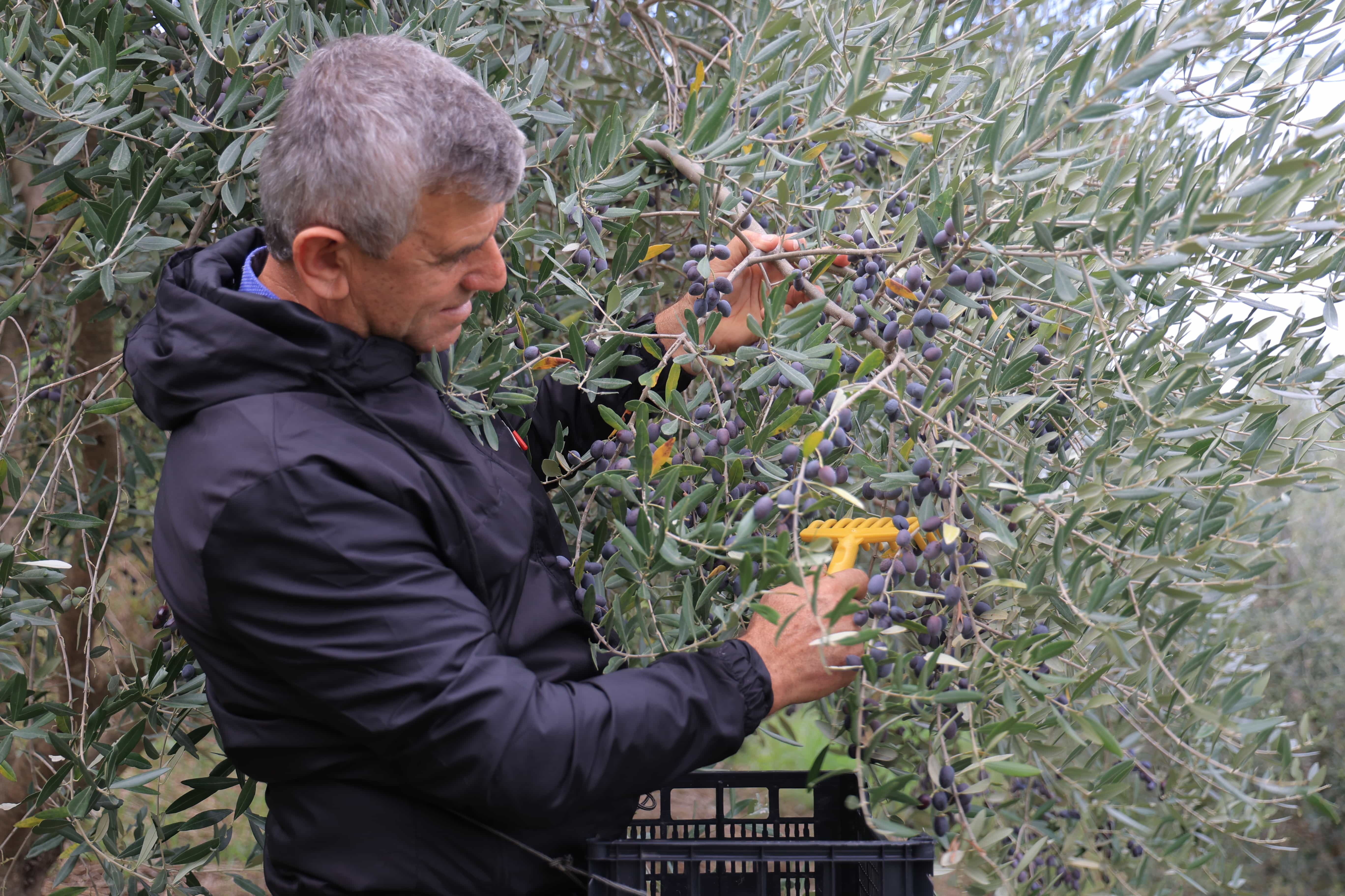 Olive Harvest 3