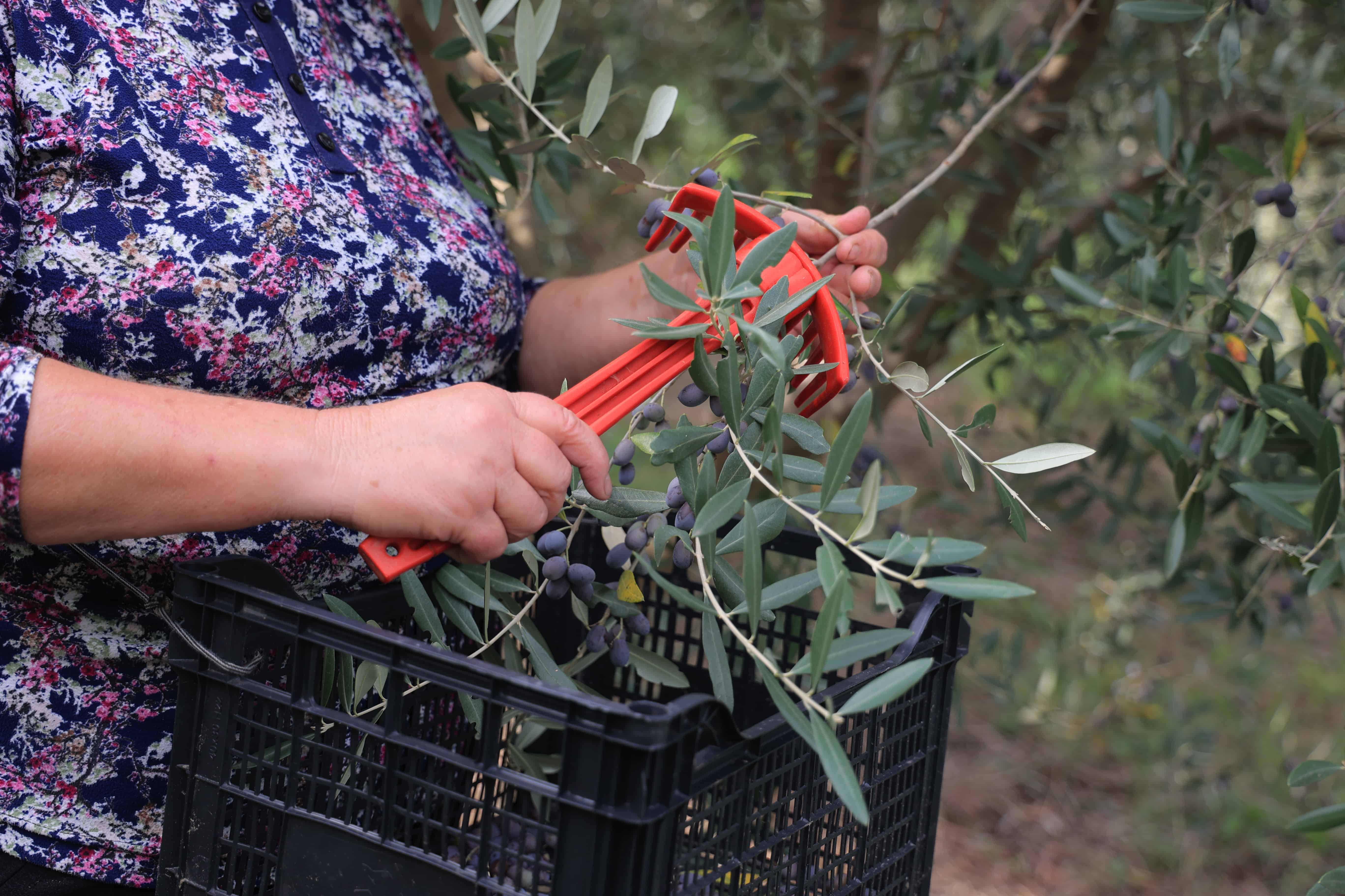 Olive Harvest 2