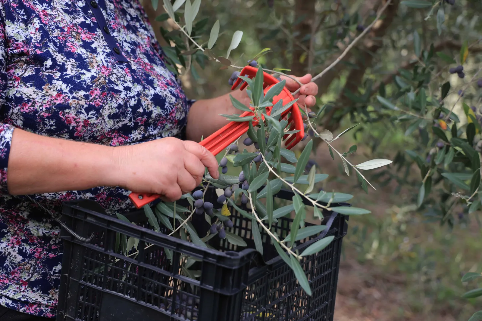 Olive Harvest Albania Valmi
