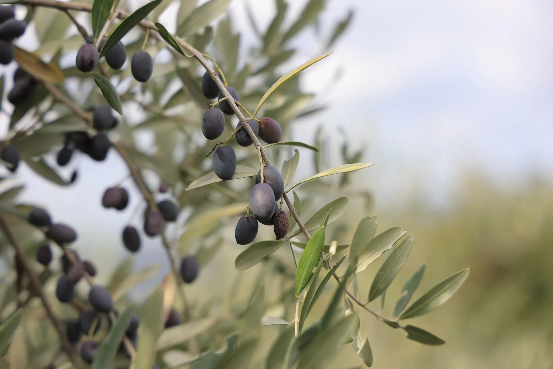 Valmi Olive Grove Elbasan Albania